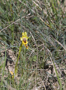 Ophrys lutea (Orchidaceae)  - Ophrys jaune Aude [France] 24/04/2007 - 310m