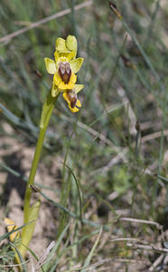 Ophrys lutea (Orchidaceae)  - Ophrys jaune Aude [France] 24/04/2007 - 310m