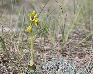 Ophrys lutea (Orchidaceae)  - Ophrys jaune Aveyron [France] 28/04/2007 - 810m