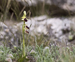 Ophrys passionis (Orchidaceae)  - Ophrys de la Passion Aveyron [France] 28/04/2007 - 800m
