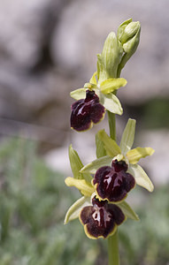 Ophrys passionis (Orchidaceae)  - Ophrys de la Passion Aveyron [France] 28/04/2007 - 800m