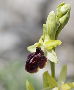 Ophrys passionis (Orchidaceae)  - Ophrys de la Passion Aveyron [France] 28/04/2007 - 800m