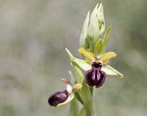 Ophrys passionis (Orchidaceae)  - Ophrys de la Passion Aveyron [France] 28/04/2007 - 800m