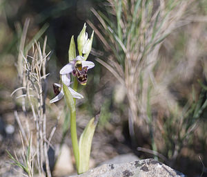 Ophrys scolopax (Orchidaceae)  - Ophrys bécasse Aude [France] 24/04/2007 - 310m