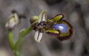 Ophrys speculum (Orchidaceae)  - Ophrys miroir, Ophrys cilié Aude [France] 19/04/2007 - 50m