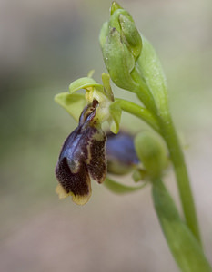 Ophrys x chobautii (Orchidaceae)  - Ophrys de ChobautOphrys lutea x Ophrys speculum. Aude [France] 19/04/2007 - 10m