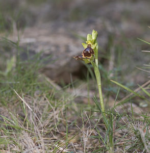 Ophrys x chobautii (Orchidaceae)  - Ophrys de ChobautOphrys lutea x Ophrys speculum. Aude [France] 19/04/2007