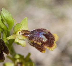 Ophrys x chobautii (Orchidaceae)  - Ophrys de ChobautOphrys lutea x Ophrys speculum. Aude [France] 20/04/2007 - 50m