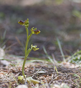 Ophrys x clapensis (Orchidaceae)  - Ophrys de la ClapeOphrys bombyliflora x Ophrys lutea. Aude [France] 20/04/2007 - 50m