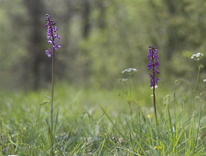 Orchis mascula (Orchidaceae)  - Orchis mâle - Early-purple Orchid Lot [France] 18/04/2007 - 260m