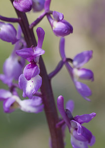 Orchis mascula (Orchidaceae)  - Orchis mâle - Early-purple Orchid Lot [France] 18/04/2007 - 260m