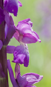 Orchis mascula (Orchidaceae)  - Orchis mâle - Early-purple Orchid Aude [France] 25/04/2007 - 760m