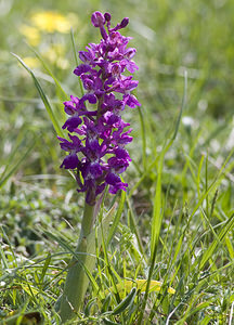 Orchis mascula (Orchidaceae)  - Orchis mâle - Early-purple Orchid Aude [France] 25/04/2007 - 760m