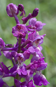 Orchis mascula (Orchidaceae)  - Orchis mâle - Early-purple Orchid Aude [France] 25/04/2007 - 760m