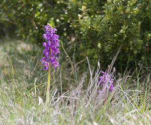 Orchis mascula (Orchidaceae)  - Orchis mâle - Early-purple Orchid Aveyron [France] 28/04/2007 - 810m