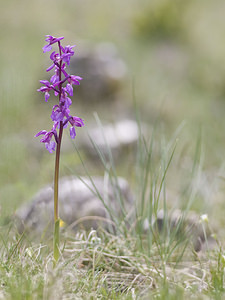 Orchis mascula (Orchidaceae)  - Orchis mâle - Early-purple Orchid Aveyron [France] 28/04/2007 - 820m