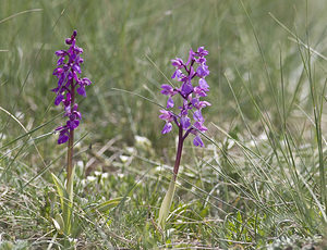 Orchis mascula (Orchidaceae)  - Orchis mâle - Early-purple Orchid Aveyron [France] 28/04/2007 - 830m