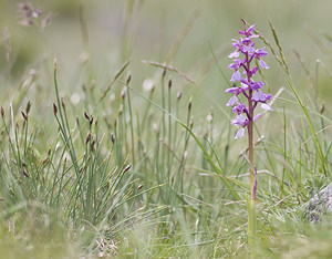 Orchis olbiensis (Orchidaceae)  - Orchis d'Hyères Aveyron [France] 28/04/2007 - 820m