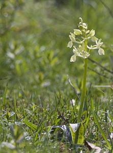 Orchis provincialis (Orchidaceae)  - Orchis de Provence Aude [France] 25/04/2007 - 300m
