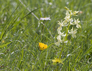 Orchis provincialis (Orchidaceae)  - Orchis de Provence Aude [France] 25/04/2007 - 760m