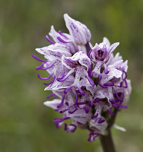 Orchis simia (Orchidaceae)  - Orchis singe - Monkey Orchid Aveyron [France] 29/04/2007 - 640m