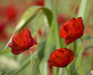 Papaver rhoeas Coquelicot, Grand coquelicot, Pavot coquelicot Common Poppy