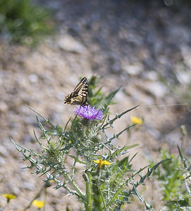 Papilio machaon (Papilionidae)  - Machaon, Grand Porte-Queue Aude [France] 22/04/2007 - 10m