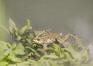 Pelophylax kl. grafi (Ranidae)  - Grenouille de Graf Aude [France] 24/04/2007 - 170mcette esp?ce est le r?sultat d'un hybridation entre R perezi et R ridibunda.