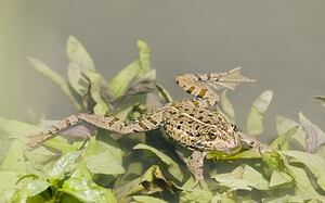 Pelophylax kl. grafi (Ranidae)  - Grenouille de Graf Aude [France] 24/04/2007 - 170mcette esp?ce est le r?sultat d'un hybridation entre R perezi et R ridibunda.