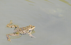 Pelophylax kl. grafi (Ranidae)  - Grenouille de Graf Aude [France] 24/04/2007 - 170mcette esp?ce est le r?sultat d'un hybridation entre R perezi et R ridibunda.