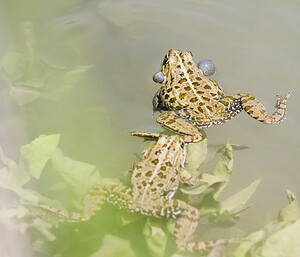 Pelophylax kl. grafi (Ranidae)  - Grenouille de Graf Aude [France] 24/04/2007 - 170mcette esp?ce est le r?sultat d'un hybridation entre R perezi et R ridibunda.