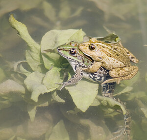 Pelophylax kl. grafi (Ranidae)  - Grenouille de Graf Aude [France] 24/04/2007 - 170mcette esp?ce est le r?sultat d'un hybridation entre R perezi et R ridibunda.