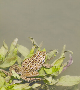 Pelophylax kl. grafi (Ranidae)  - Grenouille de Graf Aude [France] 24/04/2007 - 170mcette esp?ce est le r?sultat d'un hybridation entre R perezi et R ridibunda.