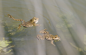 Pelophylax kl. grafi (Ranidae)  - Grenouille de Graf Aude [France] 24/04/2007 - 170mcette esp?ce est le r?sultat d'un hybridation entre R perezi et R ridibunda.