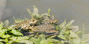 Pelophylax kl. grafi (Ranidae)  - Grenouille de Graf Aude [France] 24/04/2007 - 170mcette esp?ce est le r?sultat d'un hybridation entre R perezi et R ridibunda.