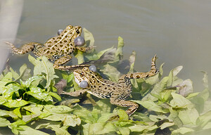 Pelophylax kl. grafi (Ranidae)  - Grenouille de Graf Aude [France] 24/04/2007 - 170mcette esp?ce est le r?sultat d'un hybridation entre R perezi et R ridibunda.