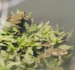 Pelophylax kl. grafi (Ranidae)  - Grenouille de Graf Aude [France] 24/04/2007 - 170mcette esp?ce est le r?sultat d'un hybridation entre R perezi et R ridibunda.