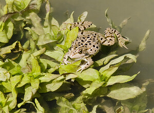 Pelophylax kl. grafi (Ranidae)  - Grenouille de Graf Aude [France] 24/04/2007 - 170mcette esp?ce est le r?sultat d'un hybridation entre R perezi et R ridibunda.