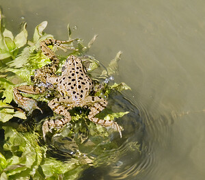 Pelophylax kl. grafi (Ranidae)  - Grenouille de Graf Aude [France] 24/04/2007 - 170mcette esp?ce est le r?sultat d'un hybridation entre R perezi et R ridibunda.