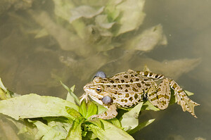 Pelophylax kl. grafi (Ranidae)  - Grenouille de Graf Aude [France] 24/04/2007 - 170mcette esp?ce est le r?sultat d'un hybridation entre R perezi et R ridibunda.