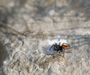 Philaeus chrysops (Salticidae)  - Saltique sanguinolent Aude [France] 22/04/2007 - 20mm?le adulte