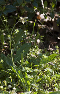 Plantago lanceolata (Plantaginaceae)  - Plantain lancéolé, Petit plantain, Herbe Caroline, Ti-plantain - Ribwort Plantain Aude [France] 23/04/2007 - 380m