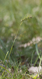 Poa bulbosa var. vivipara (Poaceae)  - Pâturin bulbeux vivipare, Pâturin vivipare Lot [France] 18/04/2007 - 260m