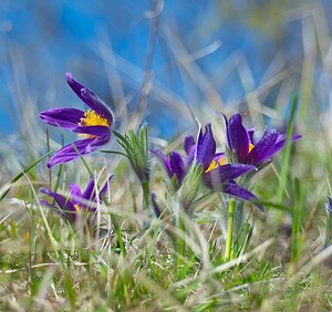 Pulsatilla vulgaris (Ranunculaceae)  - Pulsatille commune, Anémone pulsatille - Pasqueflower Aisne [France] 08/04/2007 - 170m