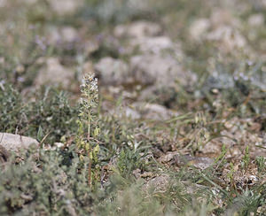 Reseda phyteuma (Resedaceae)  - Réséda raiponce - Corn Mignonette Aude [France] 24/04/2007 - 290m
