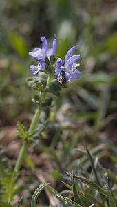 Salvia verbenaca (Lamiaceae)  - Sauge verveine, Sauge fausse verveine - Wild Clary Aude [France] 20/04/2007 - 30m