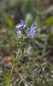 Salvia verbenaca (Lamiaceae)  - Sauge verveine, Sauge fausse verveine - Wild Clary Aude [France] 20/04/2007 - 30m