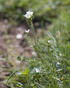 Saxifraga granulata (Saxifragaceae)  - Saxifrage granulée, Herbe à la gravelle, Casse-pierre - Meadow Saxifrage Aude [France] 25/04/2007 - 770m