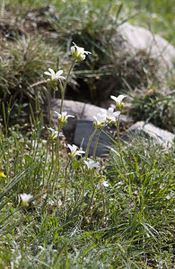 Saxifraga granulata (Saxifragaceae)  - Saxifrage granulée, Herbe à la gravelle, Casse-pierre - Meadow Saxifrage Aude [France] 25/04/2007 - 770m