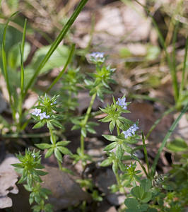 Sherardia arvensis (Rubiaceae)  - Shérardie des champs, Rubéole des champs, Gratteron fleuri, Shérarde des champs - Field Madder Aude [France] 23/04/2007 - 380m